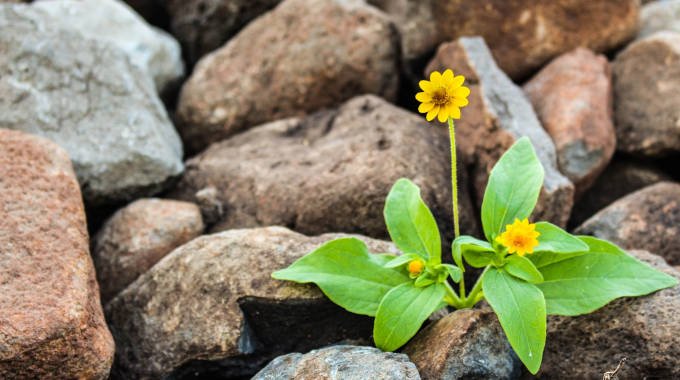Diferenciar-emociones-de-sentimientos-y-valores